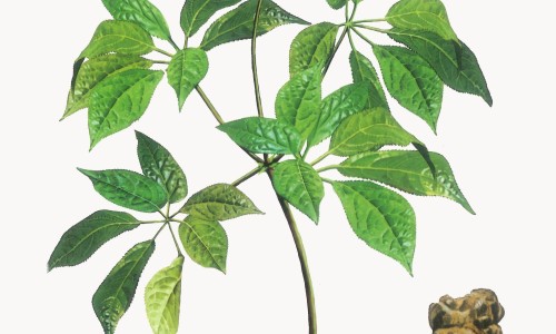 霉菌是什、霉菌是什么引起的都有什么症状 -霉菌是怎么样的症状网