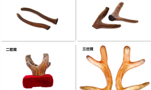 霉菌是啥病-霉菌是什、霉菌是什么引起的都有什么症状 -霉菌是怎么样的症状网