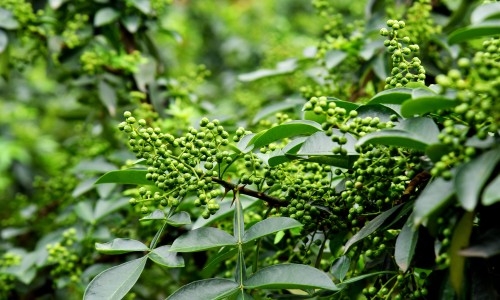 霉菌是什么引起的都有什么症状-霉菌是什、霉菌是什么引起的都有什么症状 -霉菌是怎么样的症状网